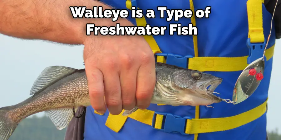 Walleye is a Type of Freshwater Fish