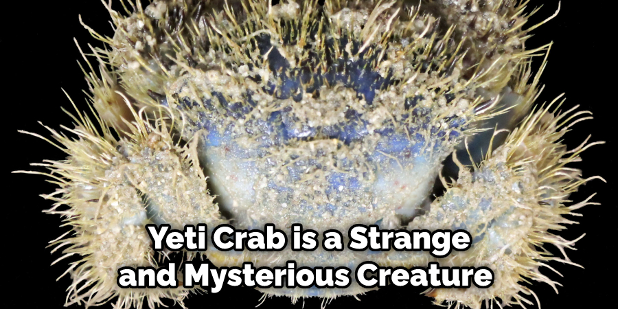 Yeti Crab is a Strange and Mysterious Creature 