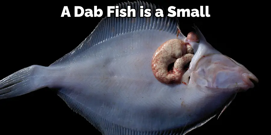 A Dab Fish is a Small