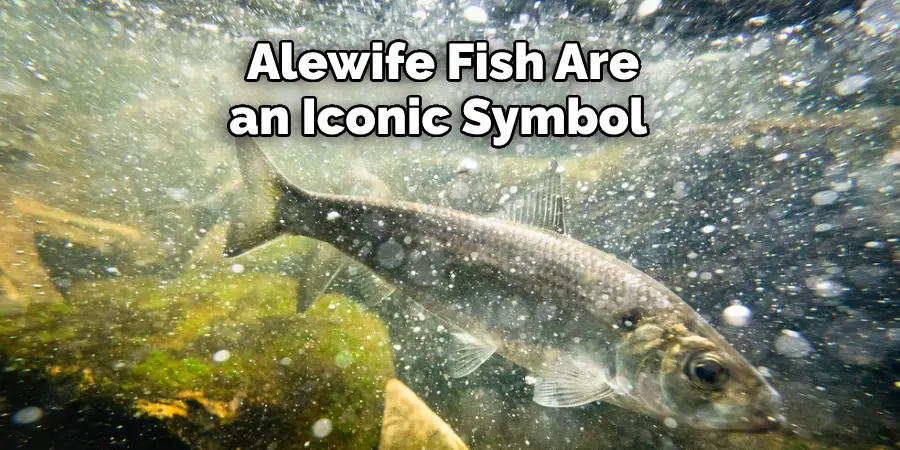 Alewife Fish Are an Iconic Symbol 