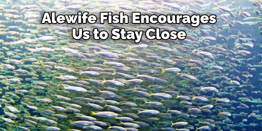 Alewife Fish Encourages
Us to Stay Close