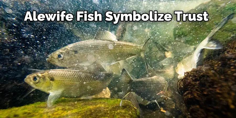 Alewife Fish Symbolize Trust