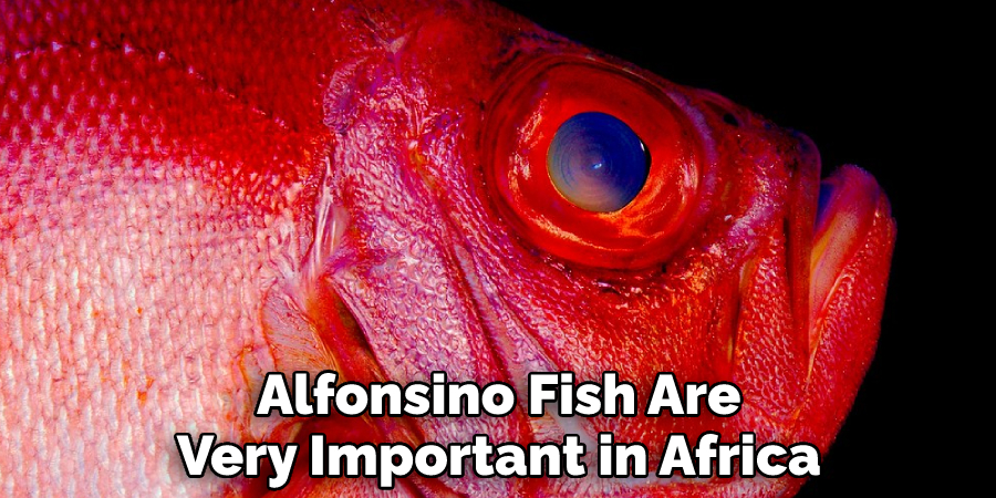 Alfonsino Fish Are Very Important in Africa