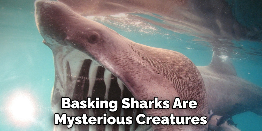 Basking Sharks Are Mysterious Creatures