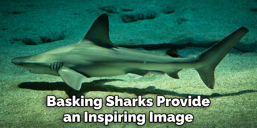 Basking Sharks Provide 
an Inspiring Image