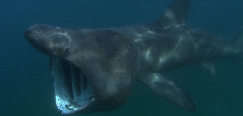 Basking shark Spiritual Meaning