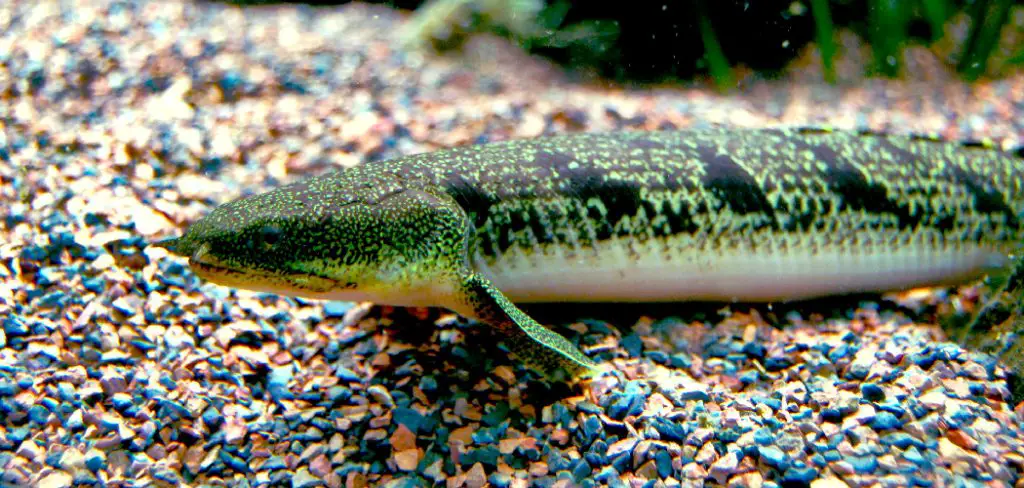 Bichir Spiritual Meaning