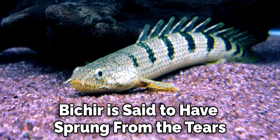 Bichir is Said to Have Sprung From the Tears