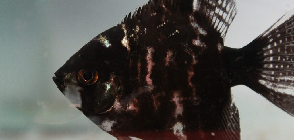 Blackfish Spiritual Meaning