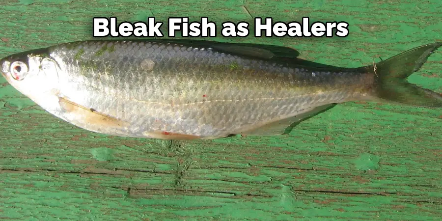 Bleak Fish as Healers
