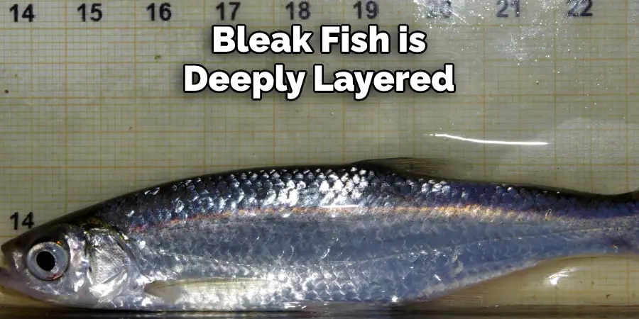 Bleak Fish is Deeply Layered