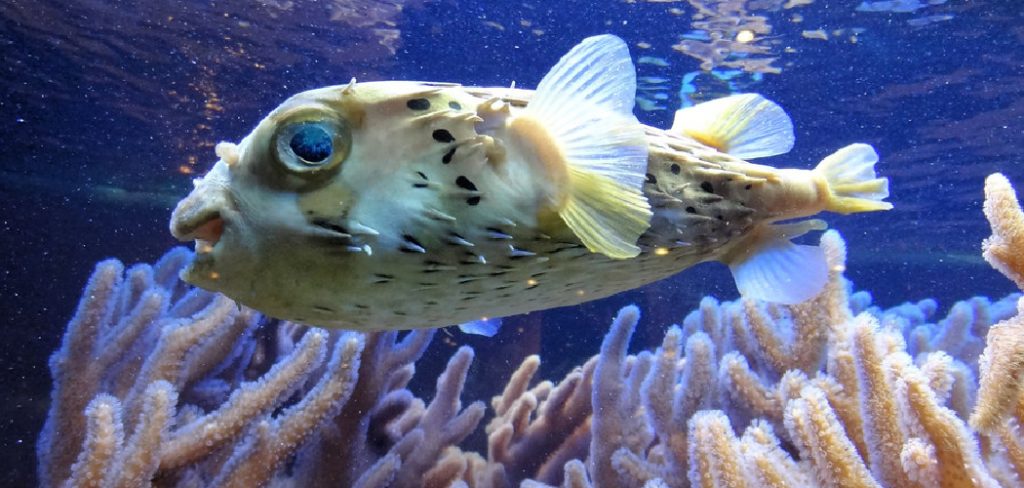 Blowfish Spiritual Meaning