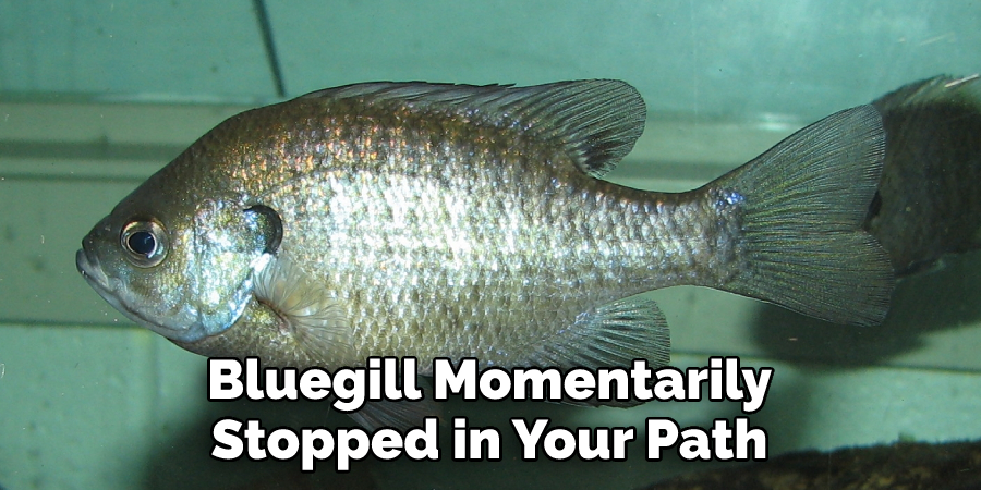 Bluegill Momentarily Stopped in Your Path