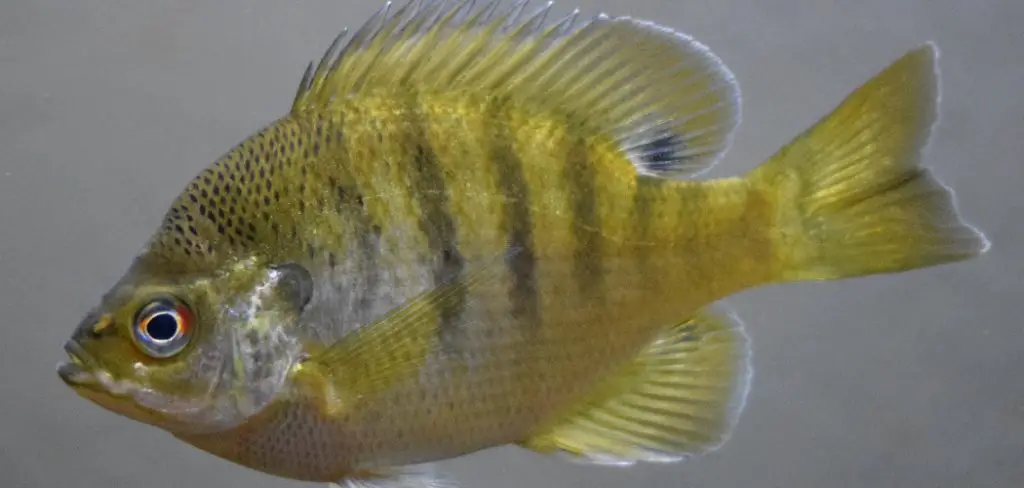 Bluegill Spiritual Meaning