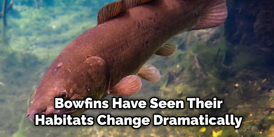 Bowfins Have Seen Their Habitats Change Dramatically