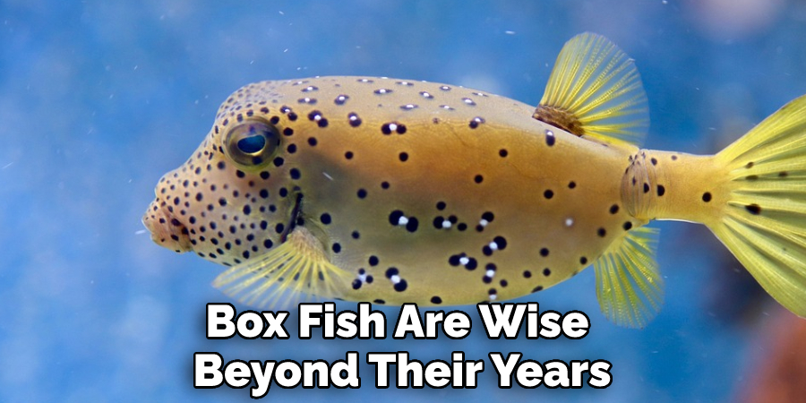 Box Fish Are Wise Beyond Their Years