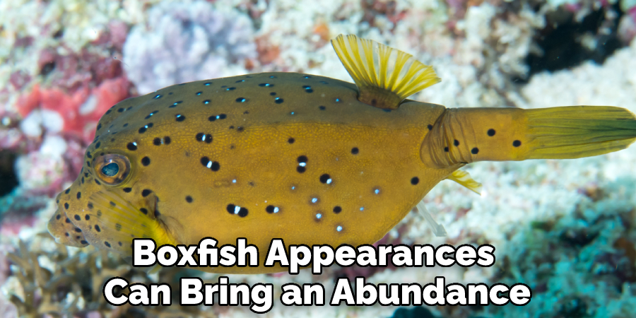 Boxfish Appearances 
Can Bring an Abundance