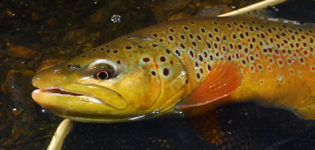 Brown trout Spiritual Meaning