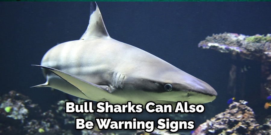Bull Sharks Can Also Be Warning Signs