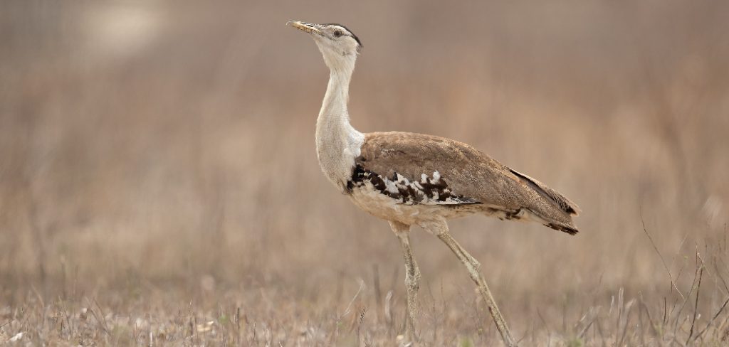 Bustard Spiritual Meaning