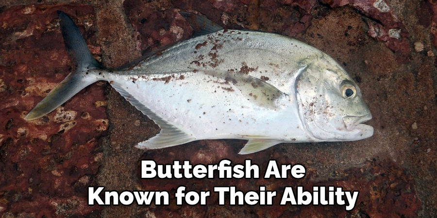 Butterfish Are Known for Their Ability