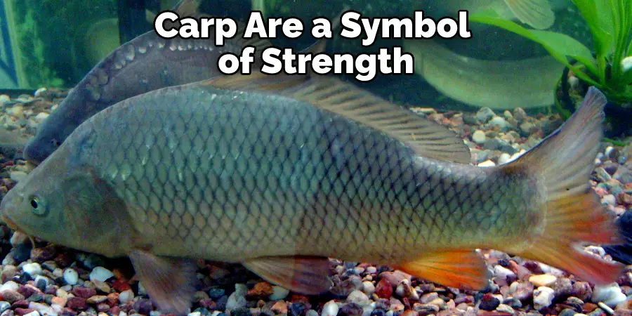 Carp Are a Symbol 
of Strength