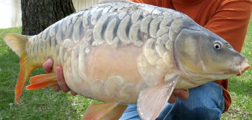 Carp Spiritual Meaning, Symbolism and Totem