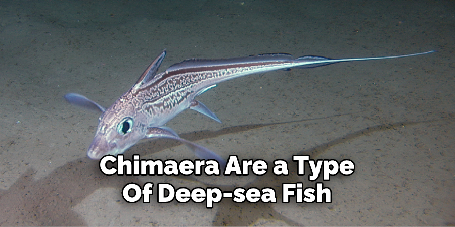 Chimaera Are a Type 
Of Deep-sea Fish