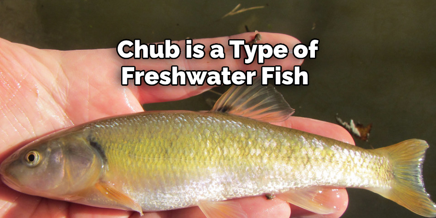 Chub is a Type of Freshwater Fish 