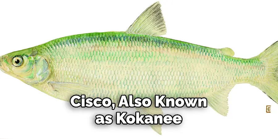 Cisco, Also Known as Kokanee