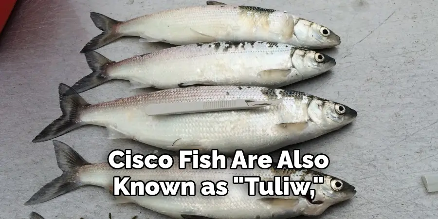 Cisco Fish Are Also Known as "Tuliw,"