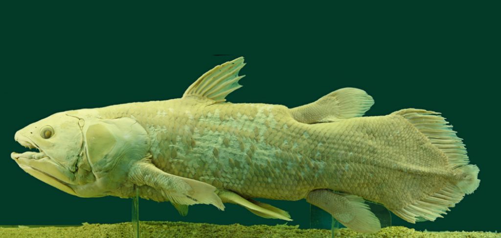 Coelacanth Spiritual Meaning