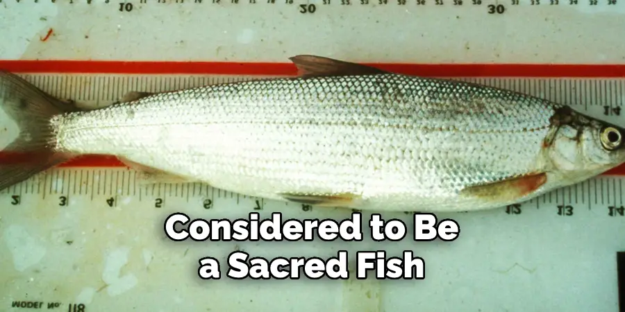 Considered to Be a Sacred Fish