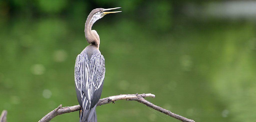 Darter Spiritual Meaning, Symbolism and Totem