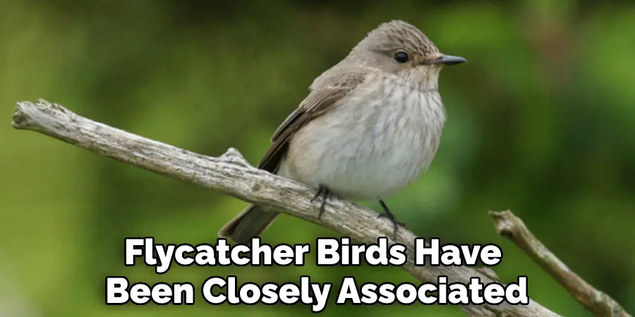 Flycatcher Birds Have 
Been Closely Associated