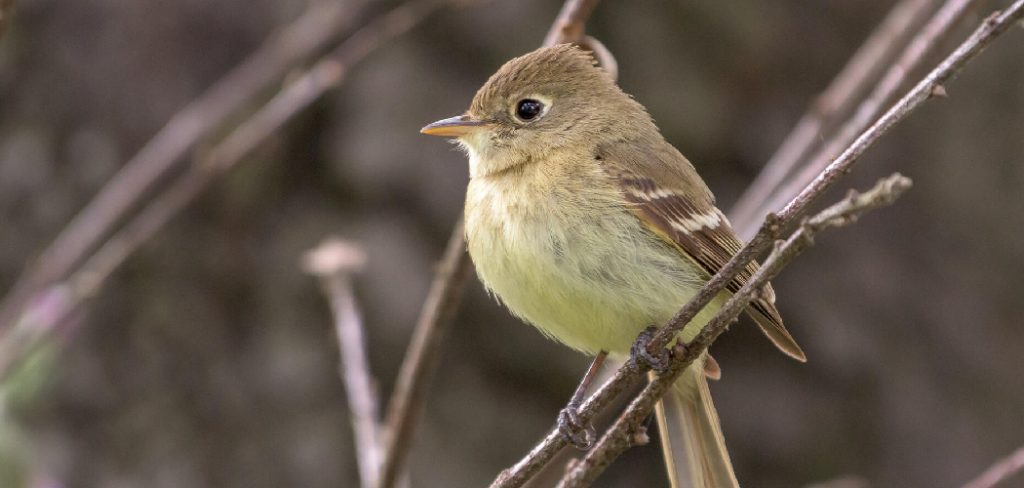 Flycatcher Spiritual Meaning