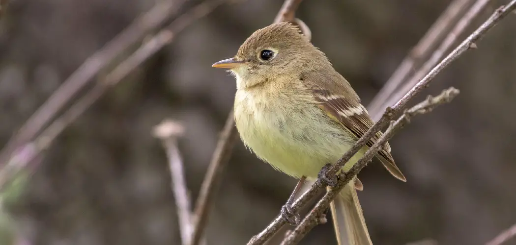 Flycatcher Spiritual Meaning, Symbolism and Totem
