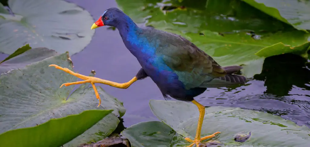 Gallinule Spiritual Meaning