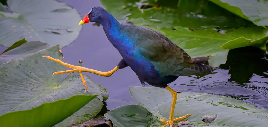 Gallinule Spiritual Meaning, Symbolism and Totem