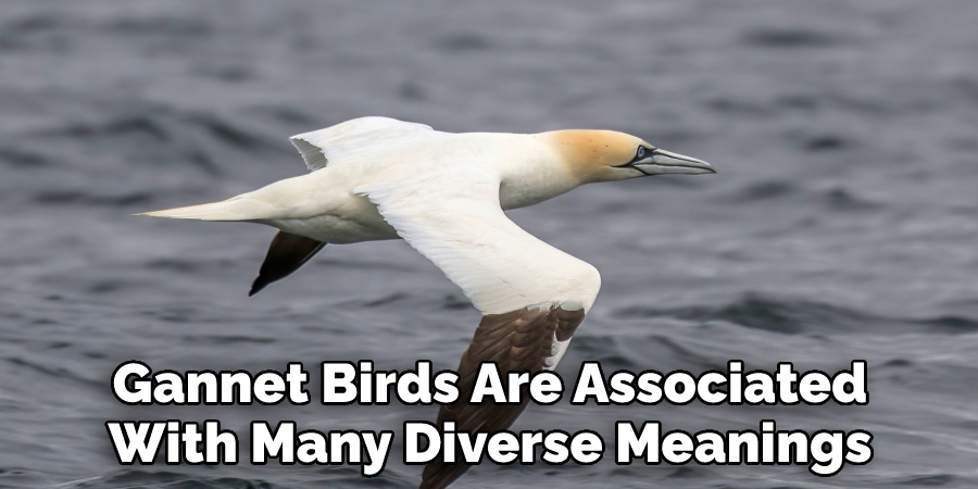 Gannet Birds Are Associated With Many Diverse Meanings