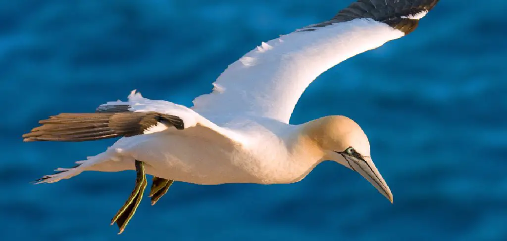 Gannet Spiritual Meaning