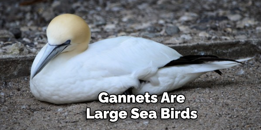 Gannets Are
Large Sea Birds