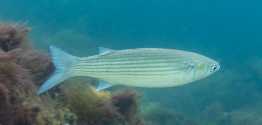 Grey Mullet Spiritual Meaning