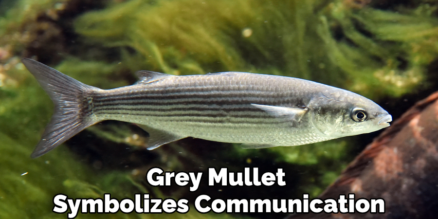 Grey Mullet Symbolizes Communication