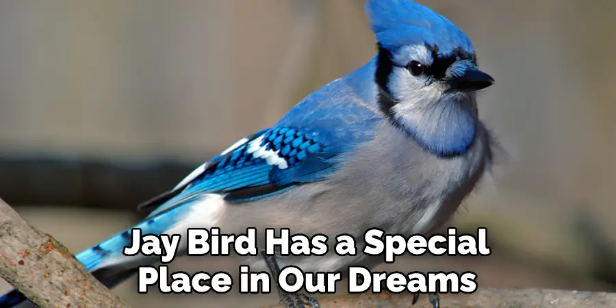 Jay Bird Has a Special Place in Our Dreams