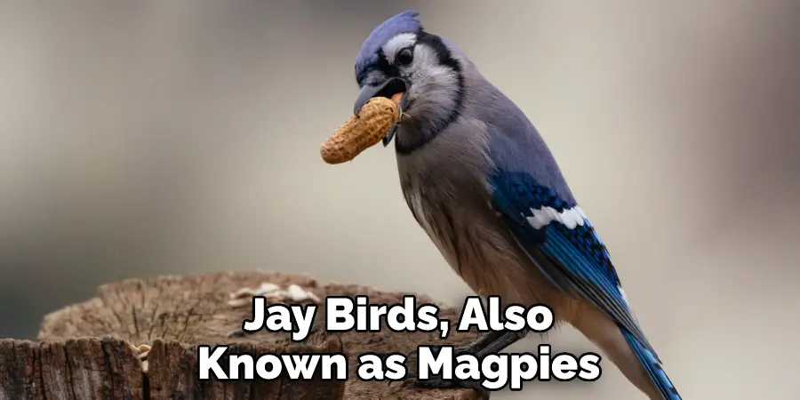 Jay Birds, Also Known as Magpies