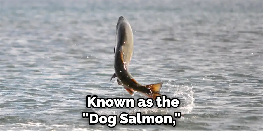  Known as the "Dog Salmon,"