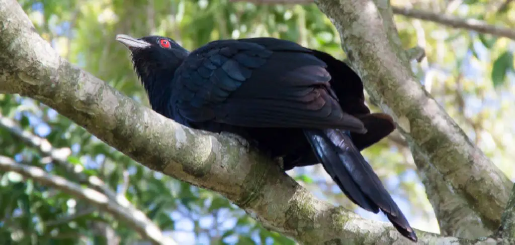 Koel Spiritual Meaning