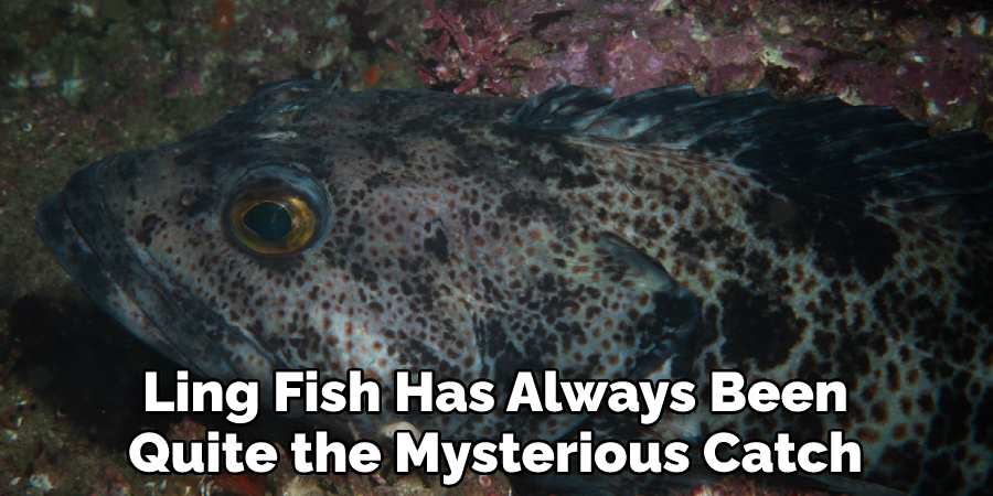 Ling Fish Has Always Been Quite the Mysterious Catch