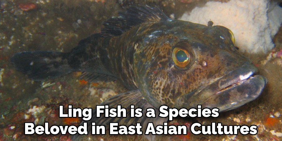 Ling Fish is a Species Beloved in East Asian Cultures